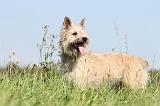 BOUVIER DES ARDENNES 112
